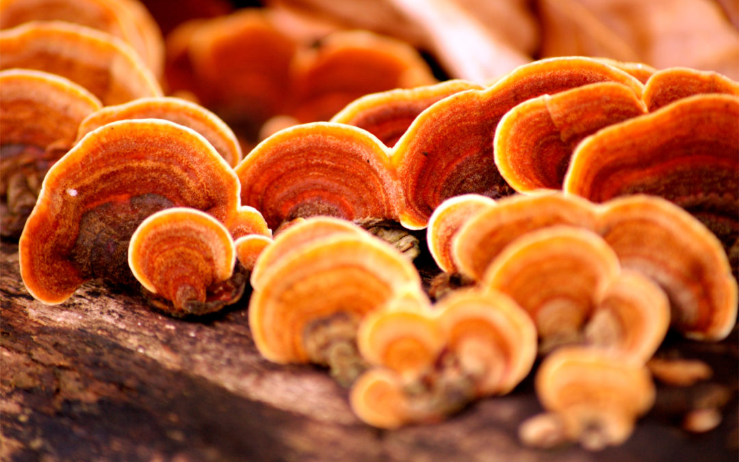 Descubriendo los Secretos de la Ganoderma: Un Tesoro de Beneficios para la Salud